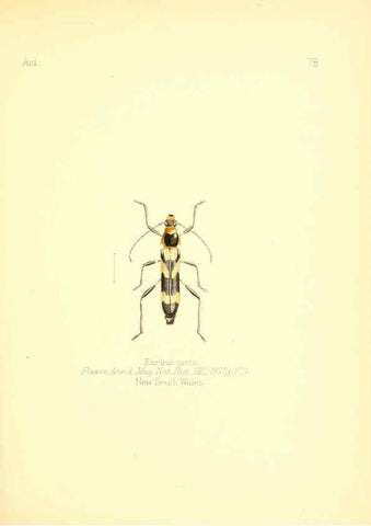 Reproducción/Reproduction 6025833975: Aid to the identification of insects. v.1. London :E.W. Janson,1880-90