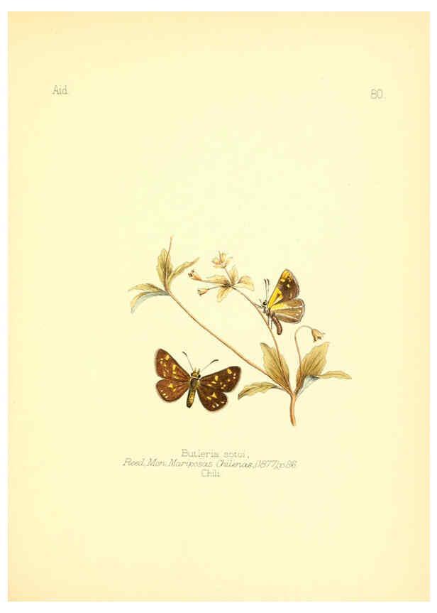 Reproducción/Reproduction 6025834505: Aid to the identification of insects. v.1. London :E.W. Janson,1880-90