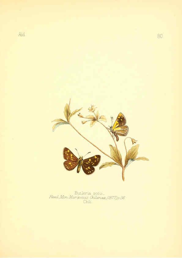 Reproducción/Reproduction 6025834505: Aid to the identification of insects. v.1. London :E.W. Janson,1880-90