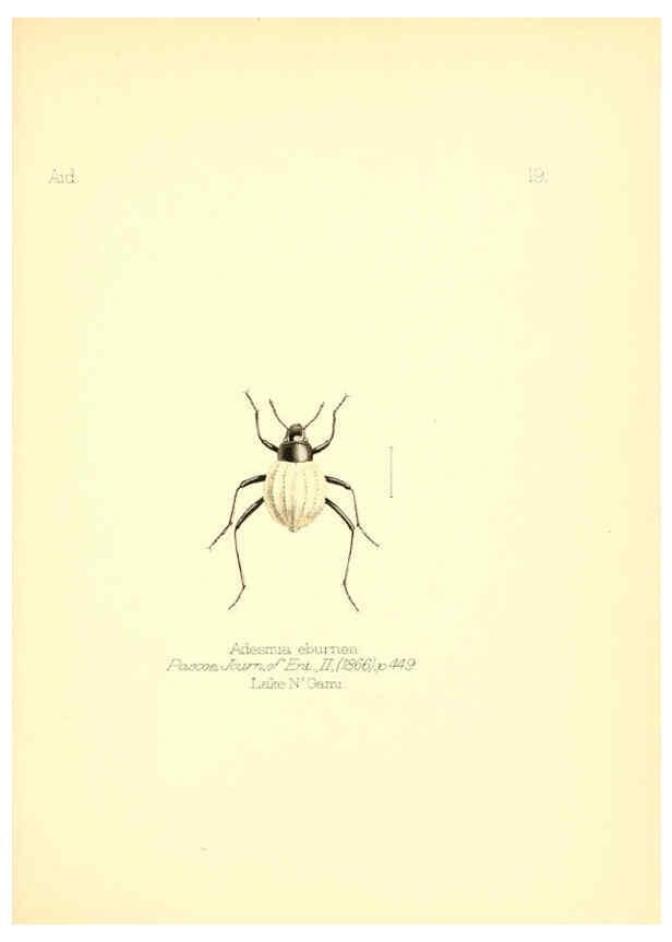 Reproducción/Reproduction 6025817515: Aid to the identification of insects. v.1. London :E.W. Janson,1880-90