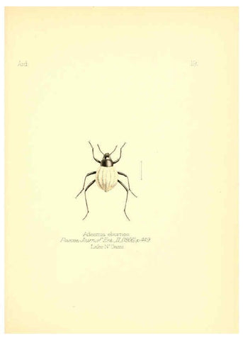 Reproducción/Reproduction 6025817515: Aid to the identification of insects. v.1. London :E.W. Janson,1880-90