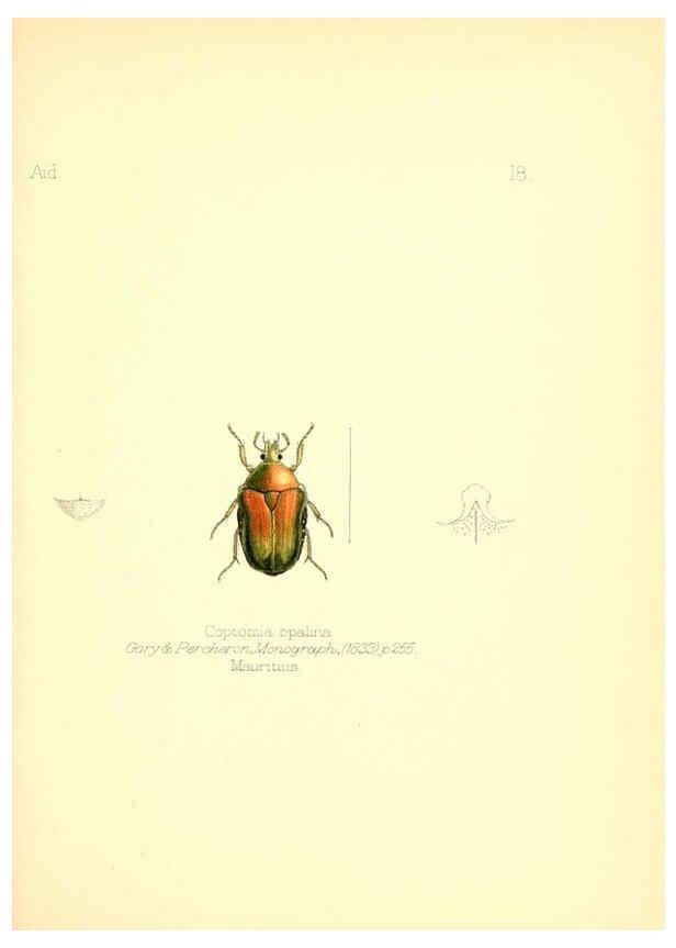 Reproducción/Reproduction 6025817243: Aid to the identification of insects. v.1. London :E.W. Janson,1880-90