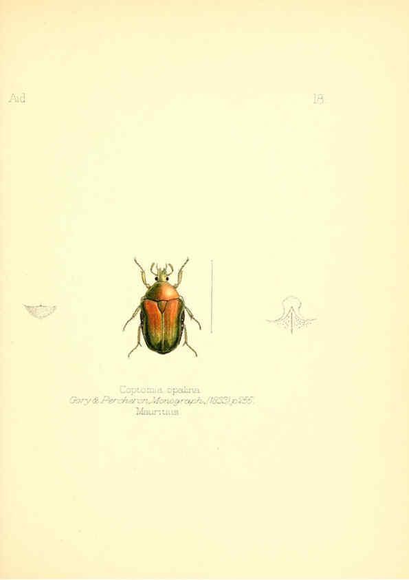 Reproducción/Reproduction 6025817243: Aid to the identification of insects. v.1. London :E.W. Janson,1880-90