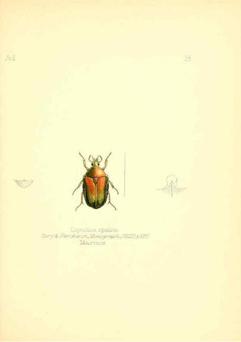 Reproducción/Reproduction 6025817243: Aid to the identification of insects. v.1. London :E.W. Janson,1880-90