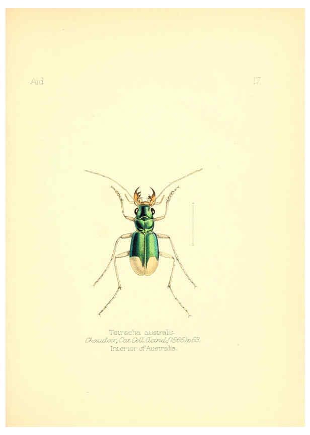 Reproducción/Reproduction 6026373470: Aid to the identification of insects. v.1. London :E.W. Janson,1880-90