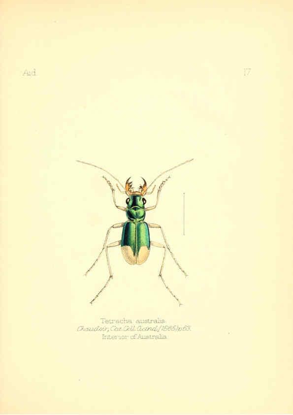 Reproducción/Reproduction 6026373470: Aid to the identification of insects. v.1. London :E.W. Janson,1880-90