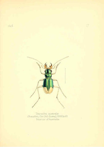 Reproducción/Reproduction 6026373470: Aid to the identification of insects. v.1. London :E.W. Janson,1880-90