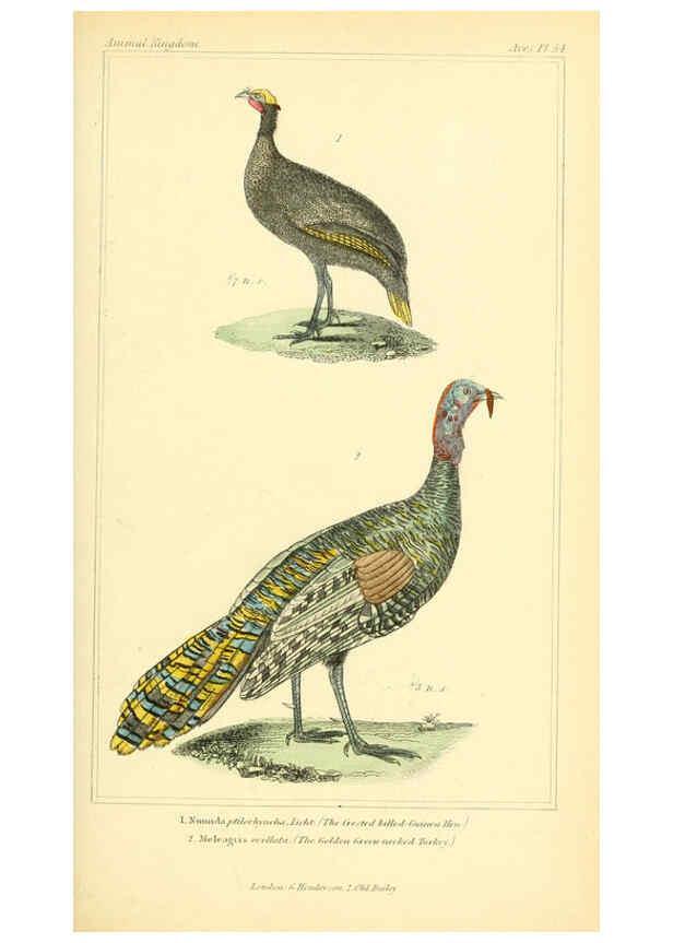 Reproducción/Reproduction 6026188622: The animal kingdom, arranged according to its organization, serving as a foundation for the natural history of animals. v.1 plates. London :G. Henderson,1834-1837
