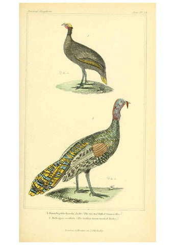 Reproducción/Reproduction 6026188622: The animal kingdom, arranged according to its organization, serving as a foundation for the natural history of animals. v.1 plates. London :G. Henderson,1834-1837
