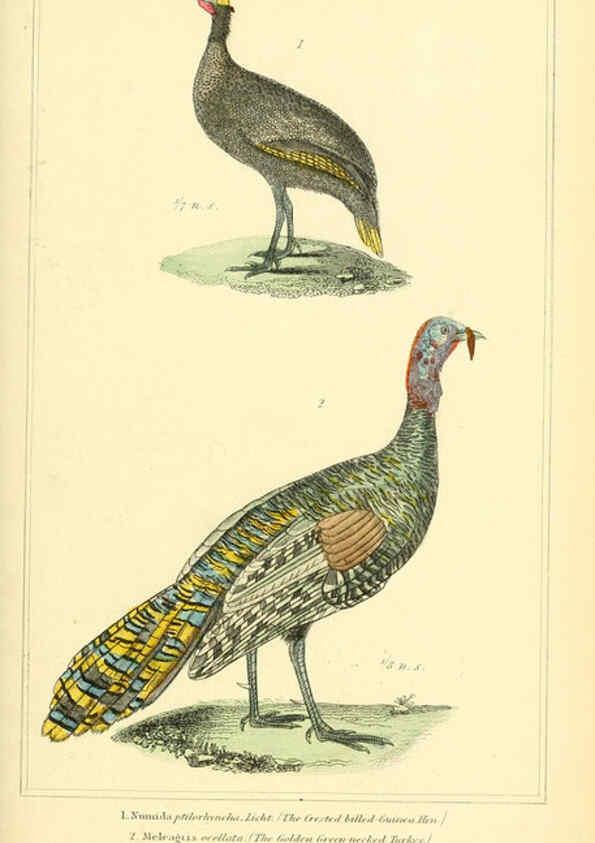 Reproducción/Reproduction 6026188622: The animal kingdom, arranged according to its organization, serving as a foundation for the natural history of animals. v.1 plates. London :G. Henderson,1834-1837