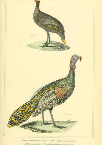 Reproducción/Reproduction 6026188622: The animal kingdom, arranged according to its organization, serving as a foundation for the natural history of animals. v.1 plates. London :G. Henderson,1834-1837
