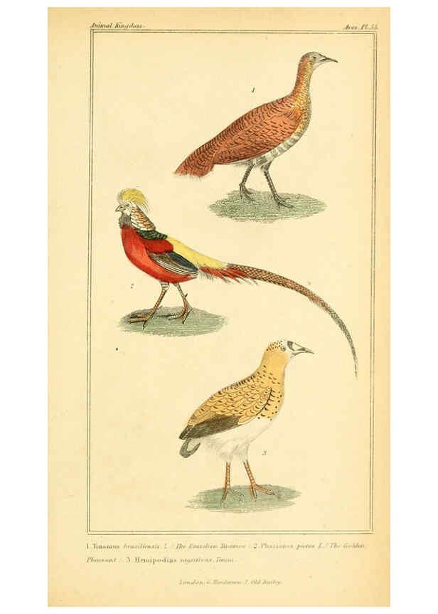 Reproducción/Reproduction 6026188888: The animal kingdom, arranged according to its organization, serving as a foundation for the natural history of animals. v.1 plates. London :G. Henderson,1834-1837