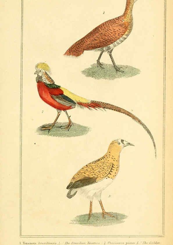 Reproducción/Reproduction 6026188888: The animal kingdom, arranged according to its organization, serving as a foundation for the natural history of animals. v.1 plates. London :G. Henderson,1834-1837