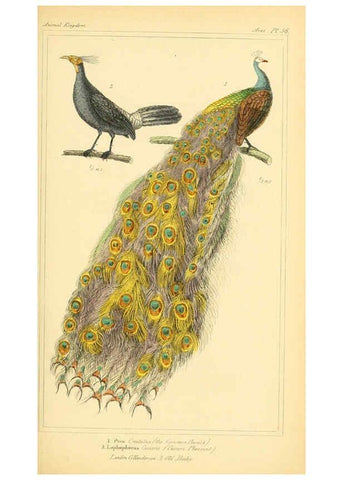 Reproducción/Reproduction 6025633263: The animal kingdom, arranged according to its organization, serving as a foundation for the natural history of animals. v.1 plates. London :G. Henderson,1834-1837