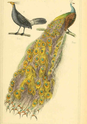 Reproducción/Reproduction 6025633263: The animal kingdom, arranged according to its organization, serving as a foundation for the natural history of animals. v.1 plates. London :G. Henderson,1834-1837