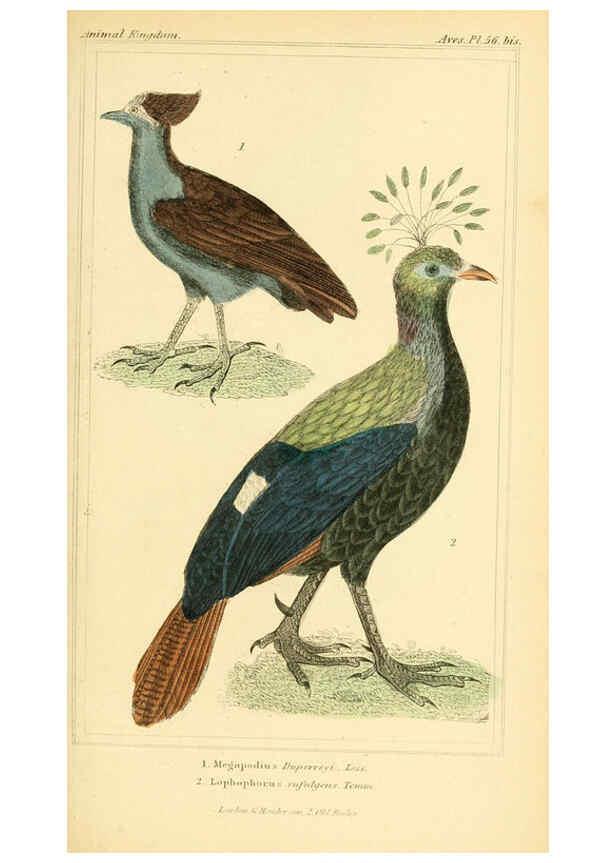 Reproducción/Reproduction 6026189792: The animal kingdom, arranged according to its organization, serving as a foundation for the natural history of animals. v.1 plates. London :G. Henderson,1834-1837