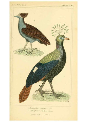 Reproducción/Reproduction 6026189792: The animal kingdom, arranged according to its organization, serving as a foundation for the natural history of animals. v.1 plates. London :G. Henderson,1834-1837