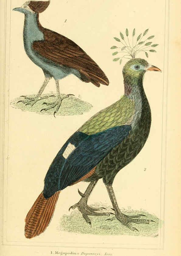 Reproducción/Reproduction 6026189792: The animal kingdom, arranged according to its organization, serving as a foundation for the natural history of animals. v.1 plates. London :G. Henderson,1834-1837