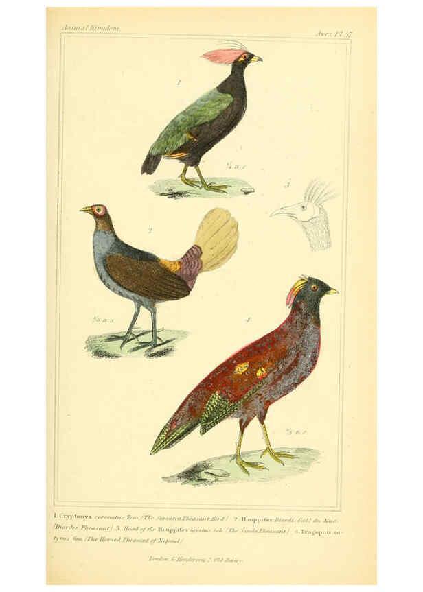 Reproducción/Reproduction 6026190200: The animal kingdom, arranged according to its organization, serving as a foundation for the natural history of animals. v.1 plates. London :G. Henderson,1834-1837