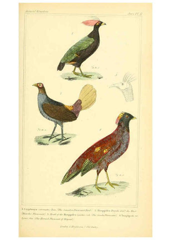 Reproducción/Reproduction 6026190200: The animal kingdom, arranged according to its organization, serving as a foundation for the natural history of animals. v.1 plates. London :G. Henderson,1834-1837