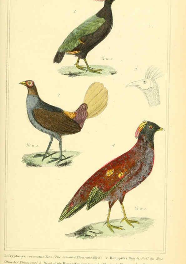 Reproducción/Reproduction 6026190200: The animal kingdom, arranged according to its organization, serving as a foundation for the natural history of animals. v.1 plates. London :G. Henderson,1834-1837