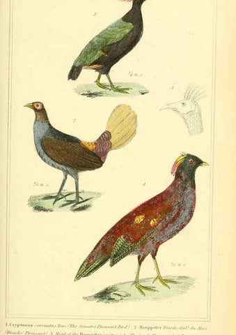 Reproducción/Reproduction 6026190200: The animal kingdom, arranged according to its organization, serving as a foundation for the natural history of animals. v.1 plates. London :G. Henderson,1834-1837