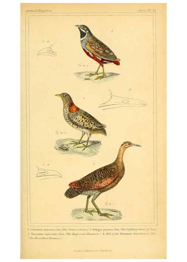 Reproducción/Reproduction 6026190468: The animal kingdom, arranged according to its organization, serving as a foundation for the natural history of animals. v.1 plates. London :G. Henderson,1834-1837