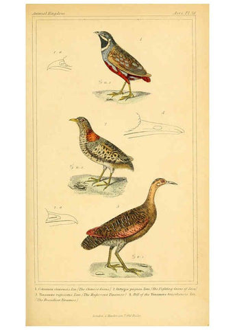 Reproducción/Reproduction 6026190468: The animal kingdom, arranged according to its organization, serving as a foundation for the natural history of animals. v.1 plates. London :G. Henderson,1834-1837