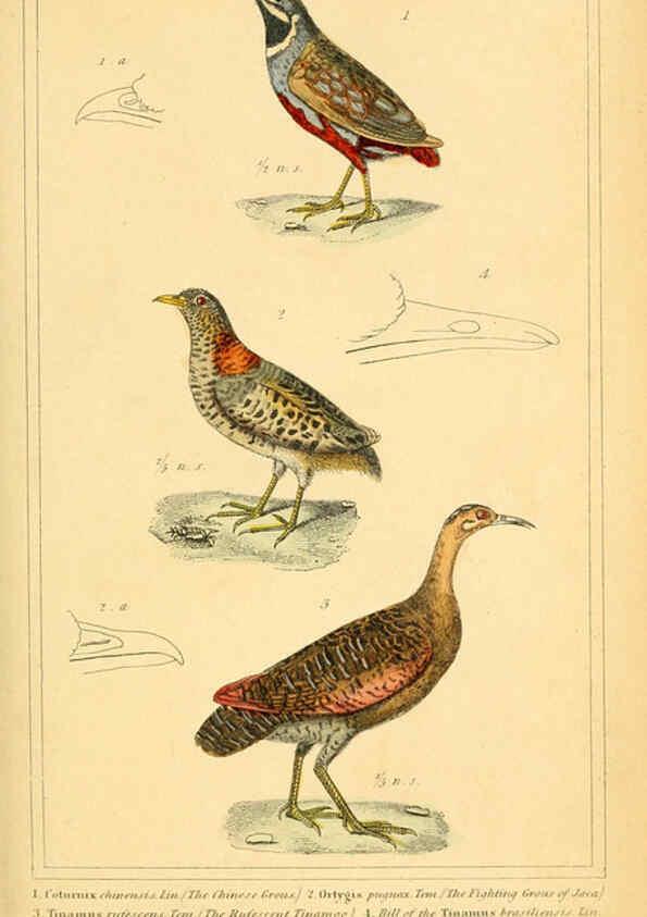 Reproducción/Reproduction 6026190468: The animal kingdom, arranged according to its organization, serving as a foundation for the natural history of animals. v.1 plates. London :G. Henderson,1834-1837