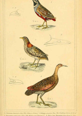 Reproducción/Reproduction 6026190468: The animal kingdom, arranged according to its organization, serving as a foundation for the natural history of animals. v.1 plates. London :G. Henderson,1834-1837