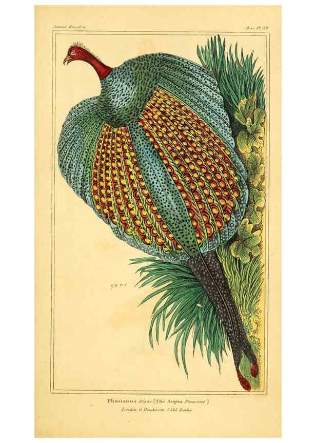 Reproducción/Reproduction 6026190744: The animal kingdom, arranged according to its organization, serving as a foundation for the natural history of animals. v.1 plates. London :G. Henderson,1834-1837