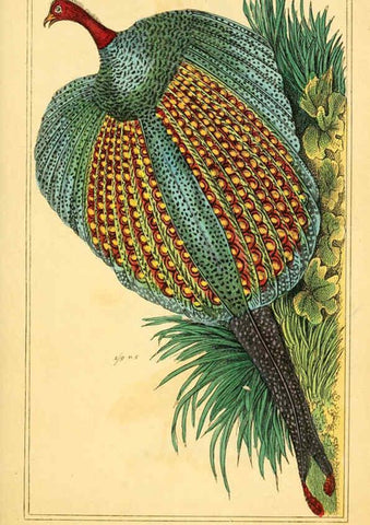 Reproducción/Reproduction 6026190744: The animal kingdom, arranged according to its organization, serving as a foundation for the natural history of animals. v.1 plates. London :G. Henderson,1834-1837