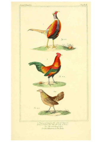 Reproducción/Reproduction 6026191056: The animal kingdom, arranged according to its organization, serving as a foundation for the natural history of animals. v.1 plates. London :G. Henderson,1834-1837
