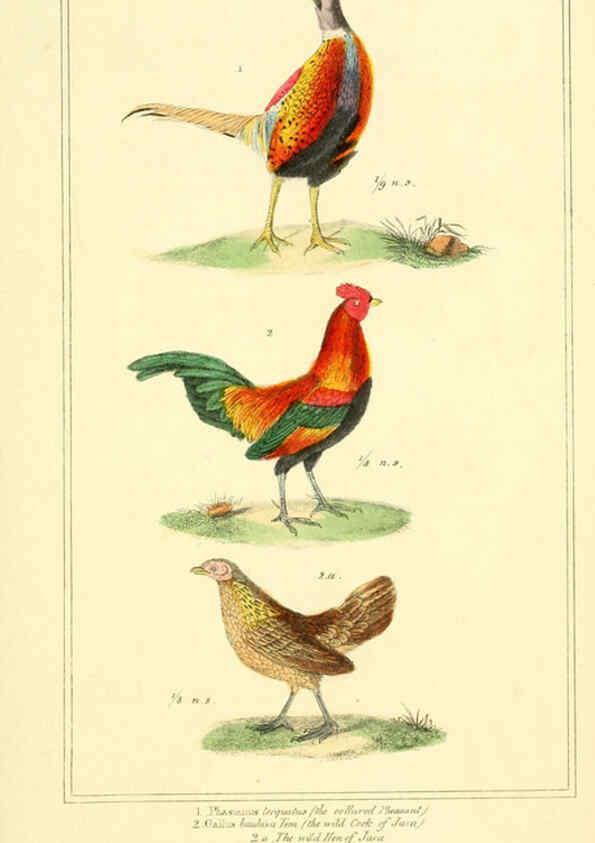Reproducción/Reproduction 6026191056: The animal kingdom, arranged according to its organization, serving as a foundation for the natural history of animals. v.1 plates. London :G. Henderson,1834-1837