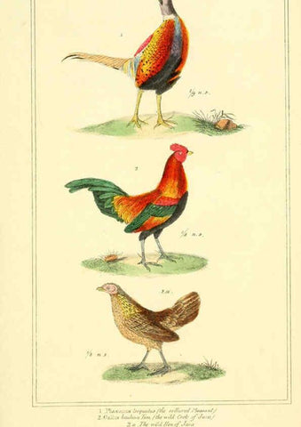 Reproducción/Reproduction 6026191056: The animal kingdom, arranged according to its organization, serving as a foundation for the natural history of animals. v.1 plates. London :G. Henderson,1834-1837