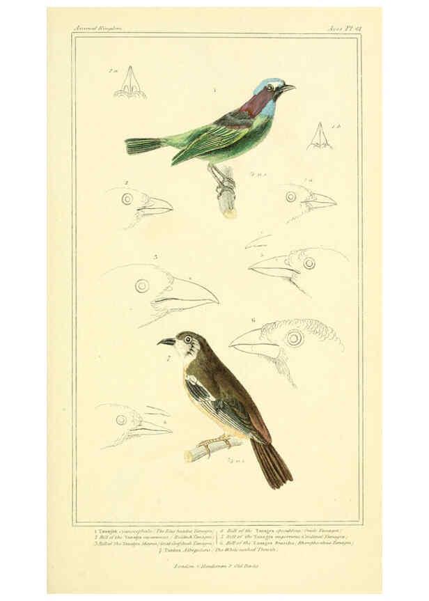 Reproducción/Reproduction 6025635333: The animal kingdom, arranged according to its organization, serving as a foundation for the natural history of animals. v.1 plates. London :G. Henderson,1834-1837