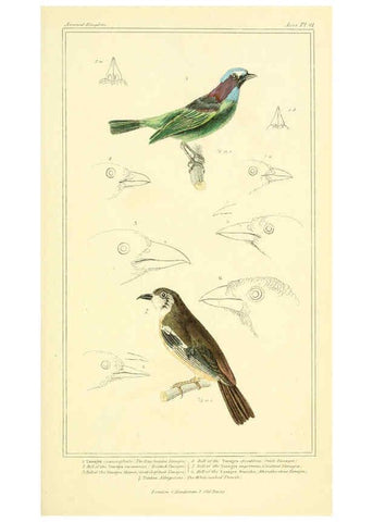 Reproducción/Reproduction 6025635333: The animal kingdom, arranged according to its organization, serving as a foundation for the natural history of animals. v.1 plates. London :G. Henderson,1834-1837