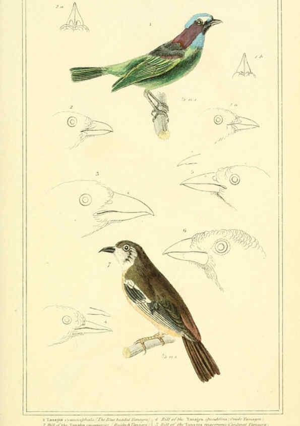 Reproducción/Reproduction 6025635333: The animal kingdom, arranged according to its organization, serving as a foundation for the natural history of animals. v.1 plates. London :G. Henderson,1834-1837