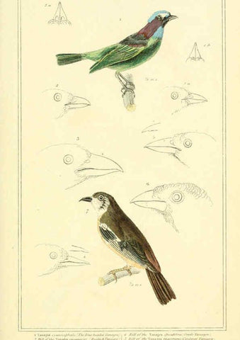 Reproducción/Reproduction 6025635333: The animal kingdom, arranged according to its organization, serving as a foundation for the natural history of animals. v.1 plates. London :G. Henderson,1834-1837
