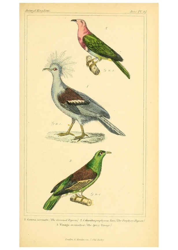 Reproducción/Reproduction 6025635591: The animal kingdom, arranged according to its organization, serving as a foundation for the natural history of animals. v.1 plates. London :G. Henderson,1834-1837