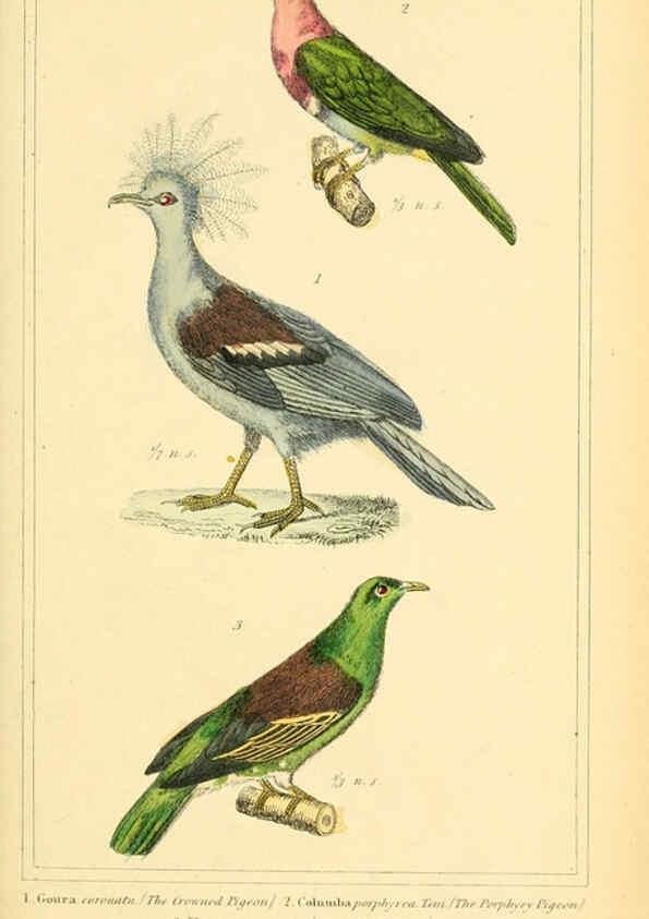 Reproducción/Reproduction 6025635591: The animal kingdom, arranged according to its organization, serving as a foundation for the natural history of animals. v.1 plates. London :G. Henderson,1834-1837