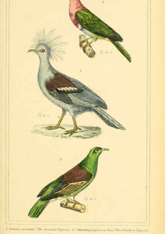 Reproducción/Reproduction 6025635591: The animal kingdom, arranged according to its organization, serving as a foundation for the natural history of animals. v.1 plates. London :G. Henderson,1834-1837