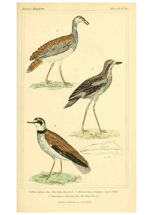 Reproducción/Reproduction 6026191820: The animal kingdom, arranged according to its organization, serving as a foundation for the natural history of animals. v.1 plates. London :G. Henderson,1834-1837