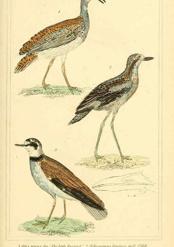 Reproducción/Reproduction 6026191820: The animal kingdom, arranged according to its organization, serving as a foundation for the natural history of animals. v.1 plates. London :G. Henderson,1834-1837
