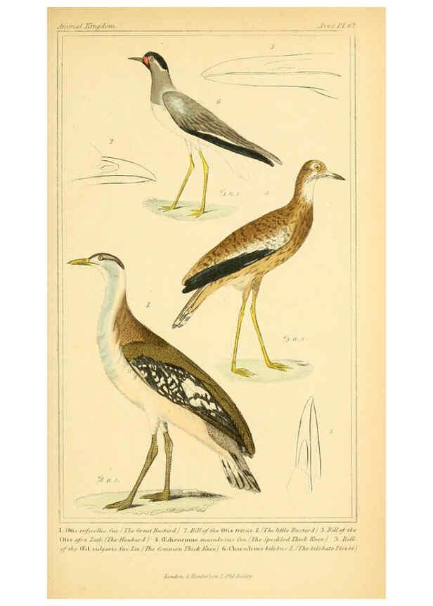 Reproducción/Reproduction 6025636241: The animal kingdom, arranged according to its organization, serving as a foundation for the natural history of animals. v.1 plates. London :G. Henderson,1834-1837