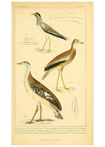 Reproducción/Reproduction 6025636241: The animal kingdom, arranged according to its organization, serving as a foundation for the natural history of animals. v.1 plates. London :G. Henderson,1834-1837