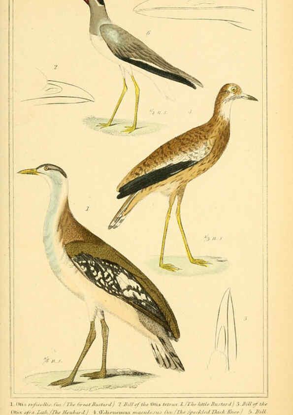 Reproducción/Reproduction 6025636241: The animal kingdom, arranged according to its organization, serving as a foundation for the natural history of animals. v.1 plates. London :G. Henderson,1834-1837