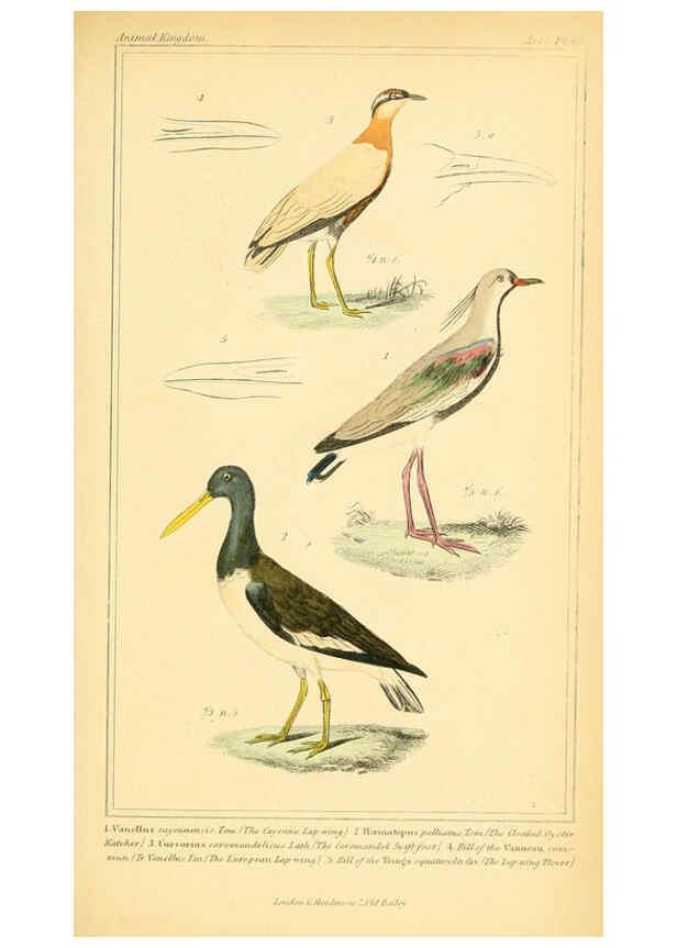Reproducción/Reproduction 6026192458: The animal kingdom, arranged according to its organization, serving as a foundation for the natural history of animals. v.1 plates. London :G. Henderson,1834-1837