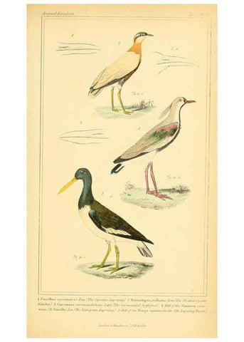 Reproducción/Reproduction 6026192458: The animal kingdom, arranged according to its organization, serving as a foundation for the natural history of animals. v.1 plates. London :G. Henderson,1834-1837