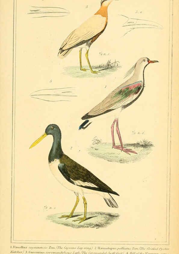 Reproducción/Reproduction 6026192458: The animal kingdom, arranged according to its organization, serving as a foundation for the natural history of animals. v.1 plates. London :G. Henderson,1834-1837